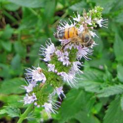 Location: My Gardens
Honey Bee & Spearmint bloom #pollination