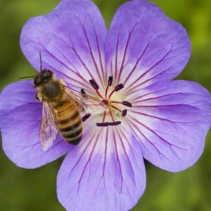 Geranium wallichianum 'Buxton's Blue' #pollination