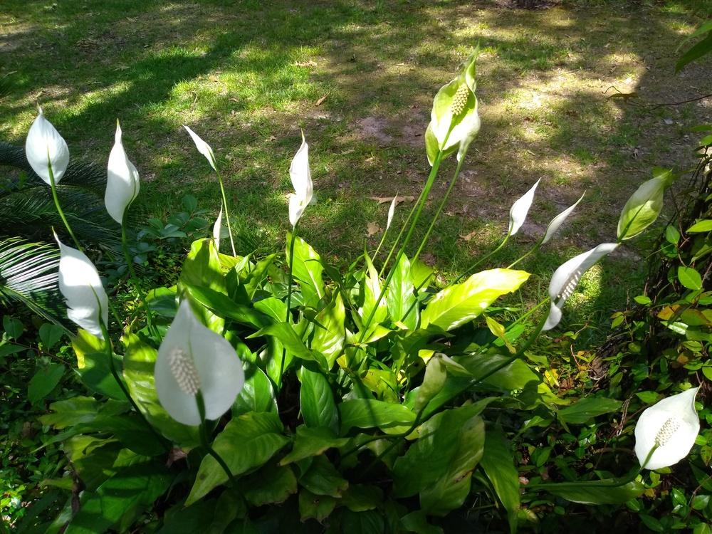 Photo of Peace Lilies (Spathiphyllum) uploaded by hiyall