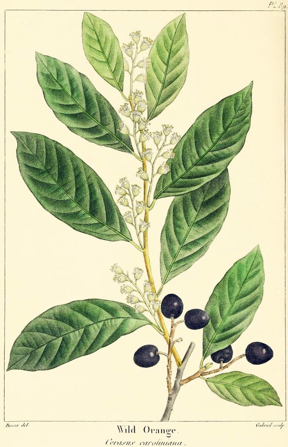Photo of Carolina Laurel Cherry (Prunus caroliniana) uploaded by scvirginia