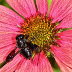 Location: Botanical Gardens of the State of Georgia...Athens, Ga
Date: 2019-06-21
Black Honeybee On A Coneflower 001 #pollination