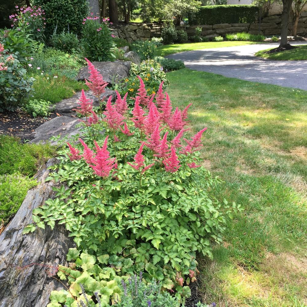 Photo of Astilbes (Astilbe) uploaded by csandt