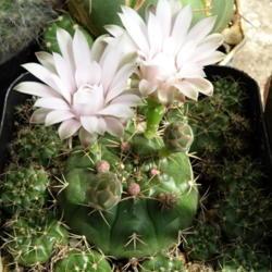 Location: From my collection. Poland.
Date: 2019-06-21
Gymnocalycium damsii v. tucavocense