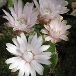 Location: From my collection. Poland.
Date: 2019-06-25
Gymnocalycium damsii v. tucavocense