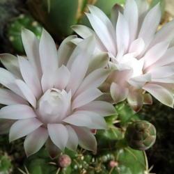 Location: From my collection. Poland.
Date: 2019-06-21
Gymnocalycium damsii v. tucavocense