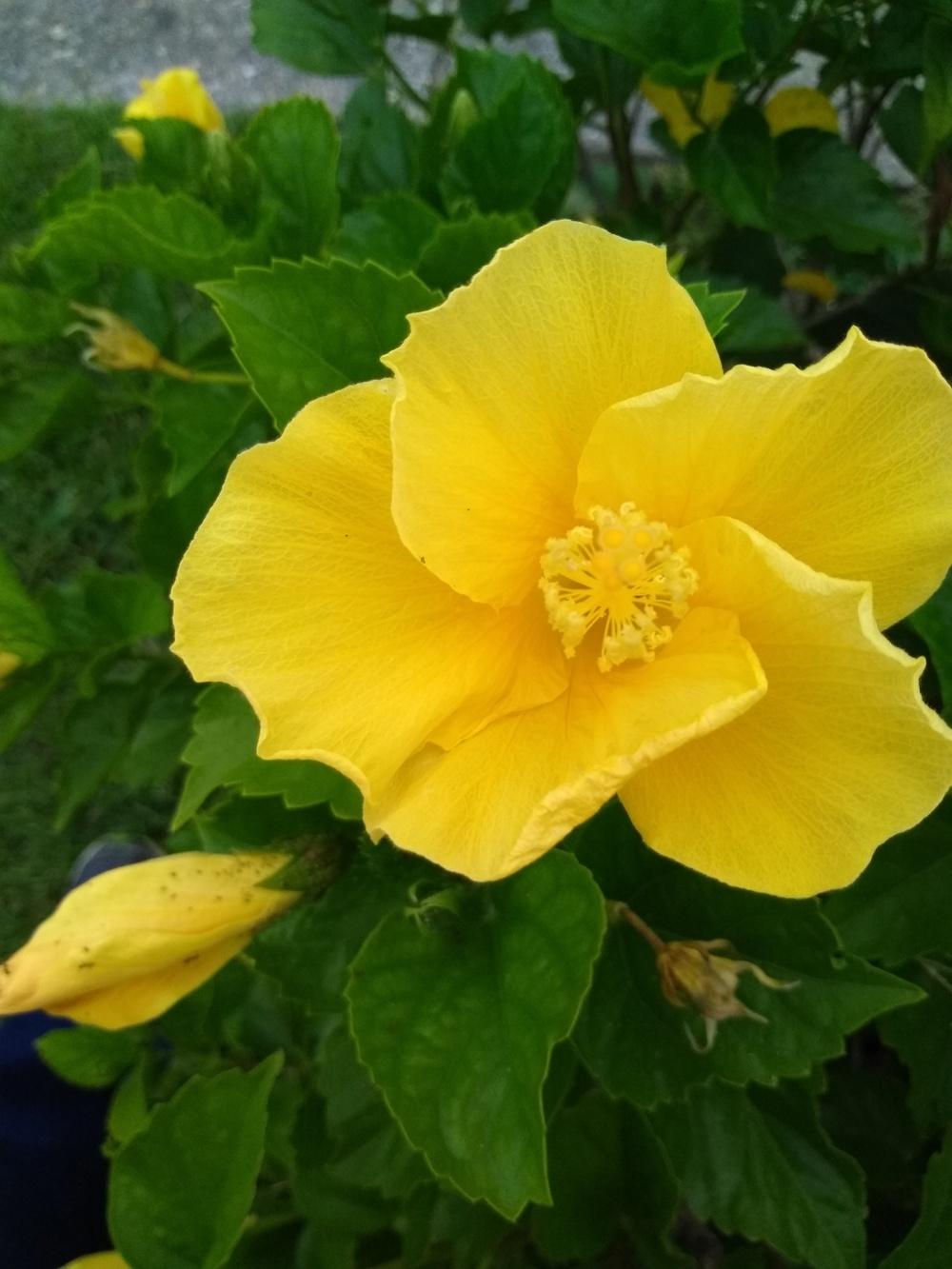 Photo of Tropical Hibiscuses (Hibiscus rosa-sinensis) uploaded by hiyall