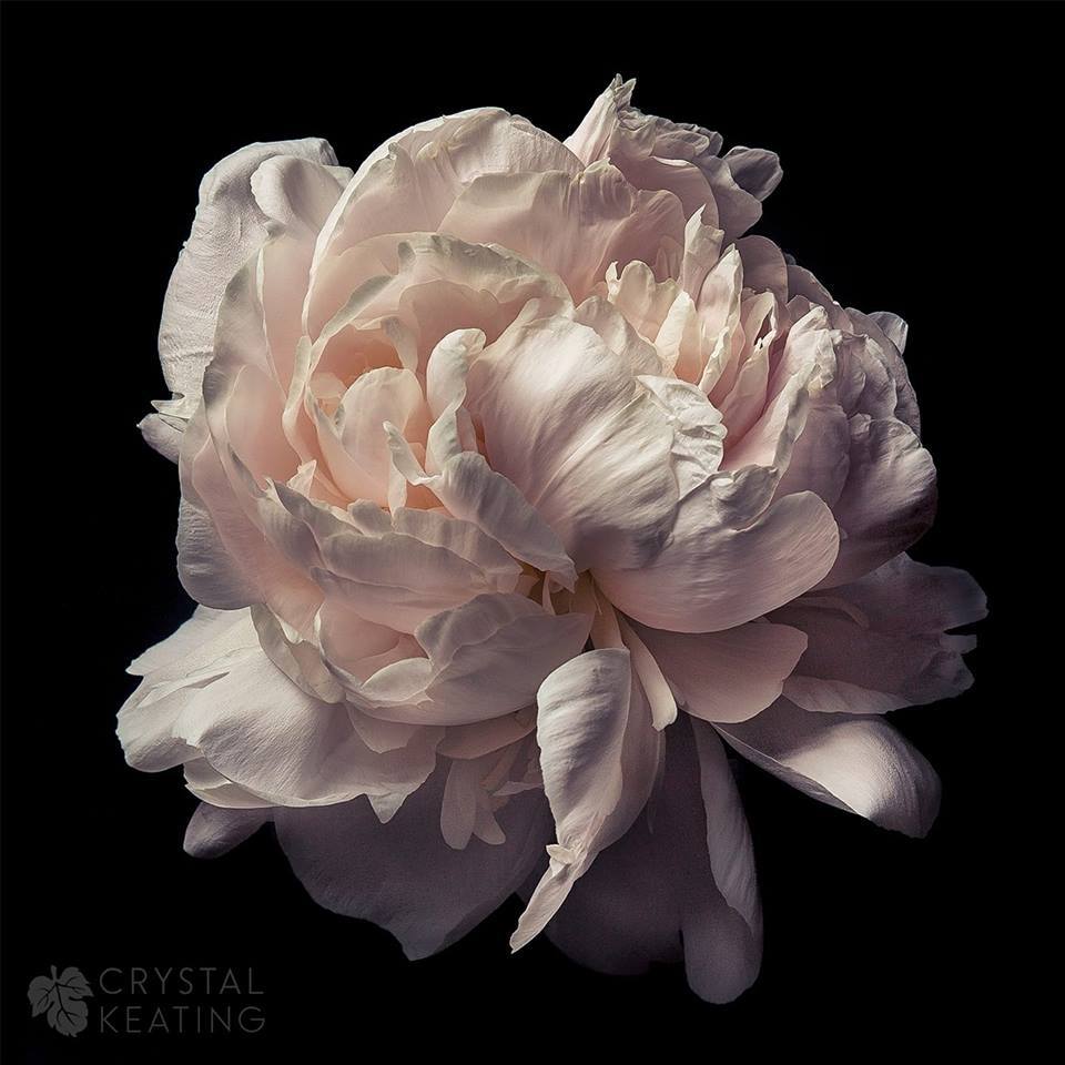 Photo of Peonies (Paeonia) uploaded by ckeating78