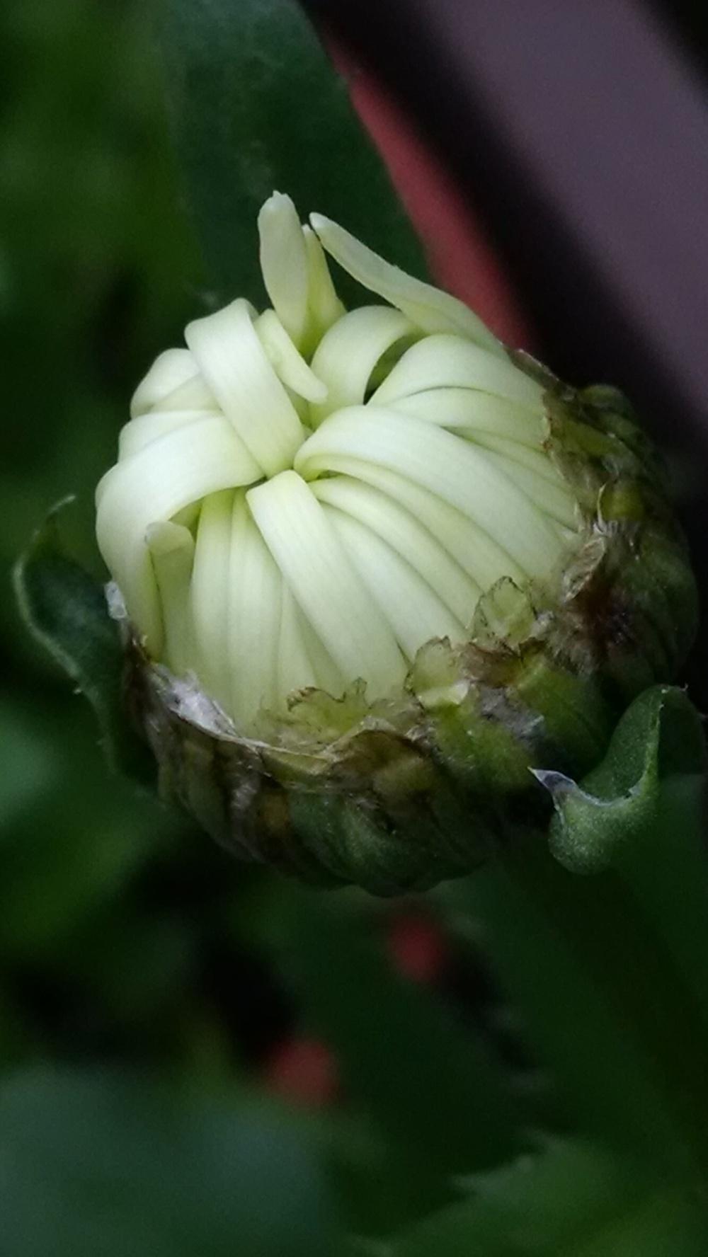 Photo of Shasta Daisies (Leucanthemum x superbum) uploaded by joannakat