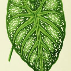 
Date: c. 1870
illustration from Hibberd's 'New and Rare Beautiful-leaved Plants