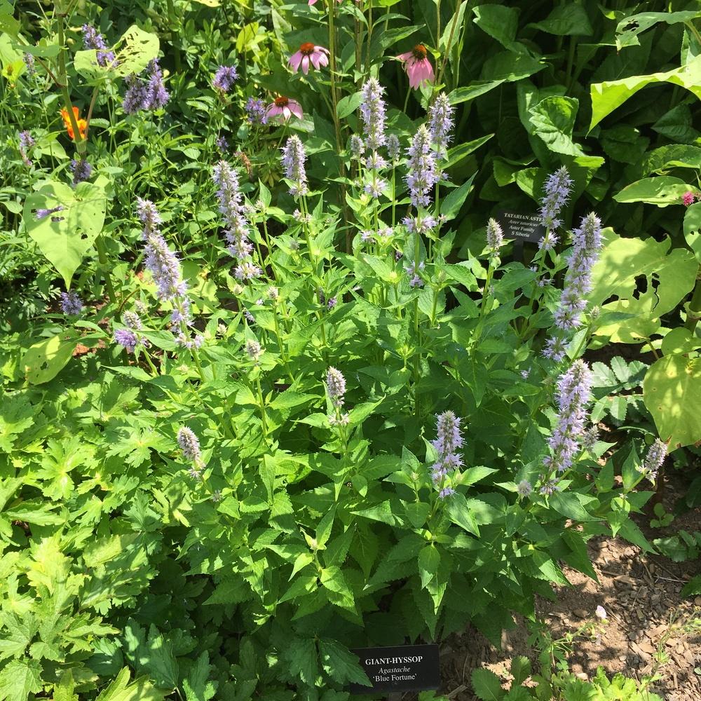 Photo of Anise Hyssop (Agastache 'Blue Fortune') uploaded by csandt