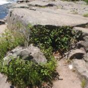 plants among boulders