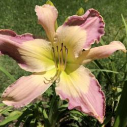 Location: My garden, Baltimore MD
Date: 2019-07-13
First bloom on new plant