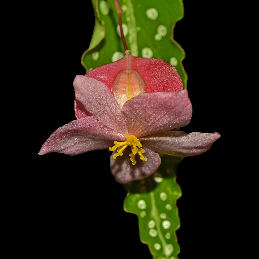 Photo of Cane Begonia (Begonia coccinea) uploaded by dawiz1753