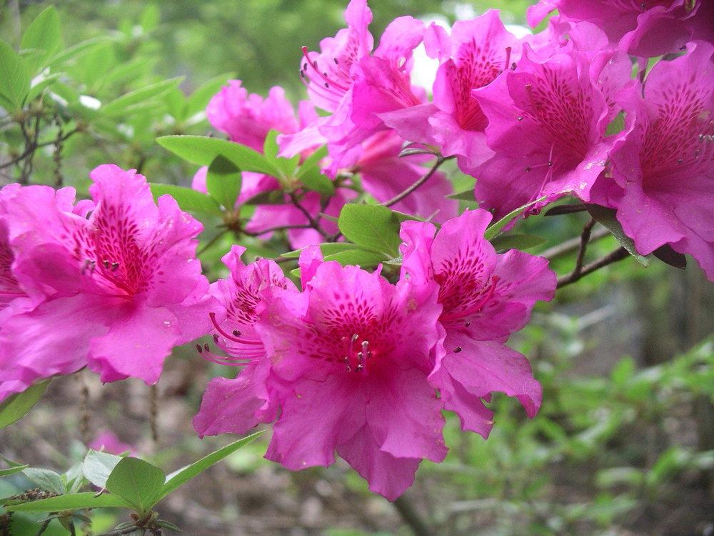Photo of Evergreen Azalea (Rhododendron 'Herbert') uploaded by SL_gardener