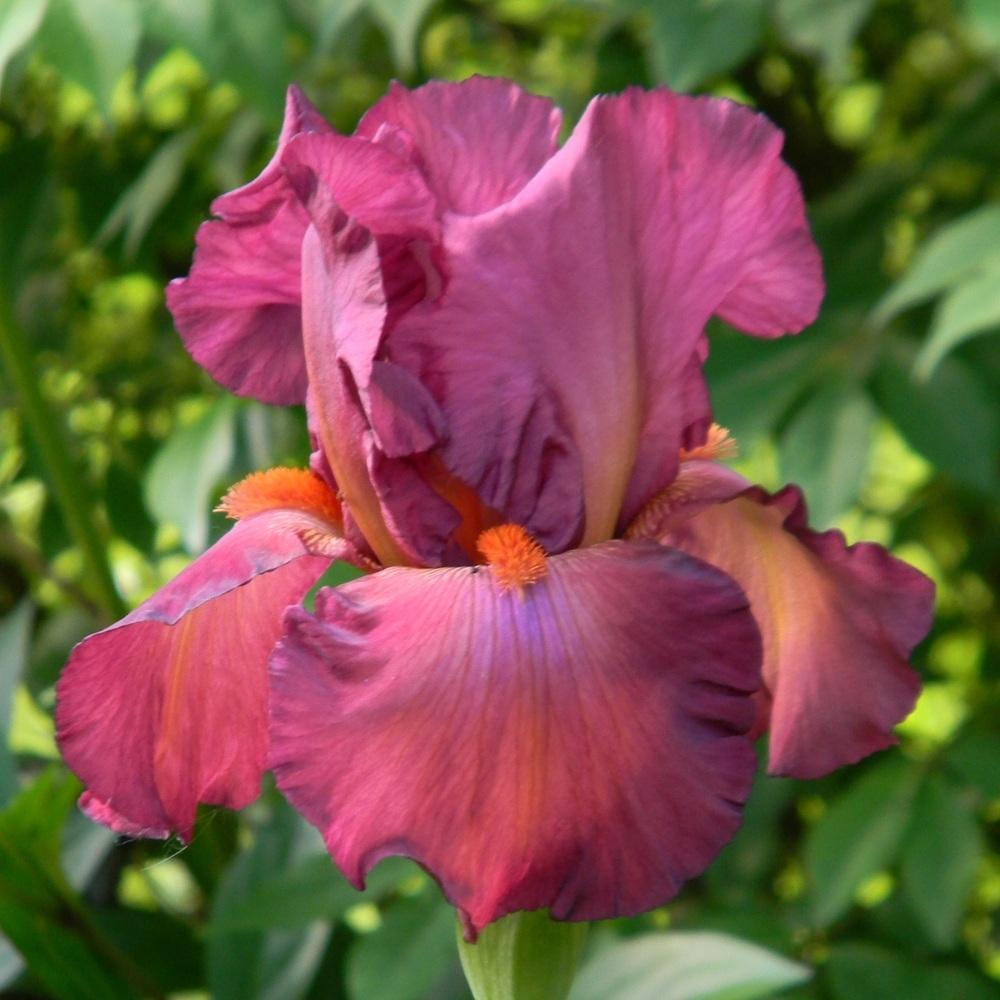 Photo of Tall Bearded Iris (Iris 'Lady Friend') uploaded by SherriRaye