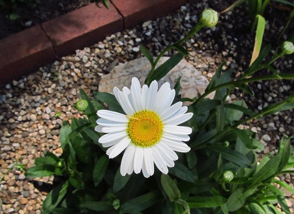 Photo of Shasta Daisy (Leucanthemum x superbum 'Becky') uploaded by jmorth