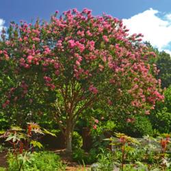 Location: Botanical Gardens of the State of Georgia...Athens, Ga
Date: 2019-07-21
Crepe Myrtle - Lagerstroemia indica 006