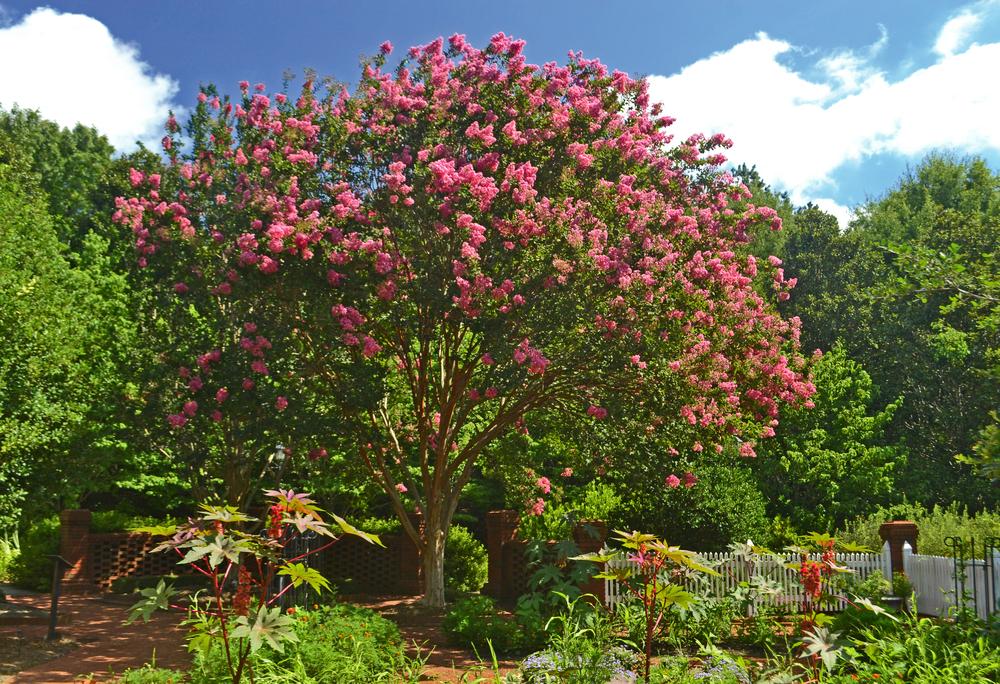 Photo of Crepe Myrtle (Lagerstroemia indica) uploaded by dawiz1753