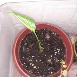 Location: Arkansas
Date: 2019-07-31
My sad little lily, after getting root rot. Making a comeback (ho