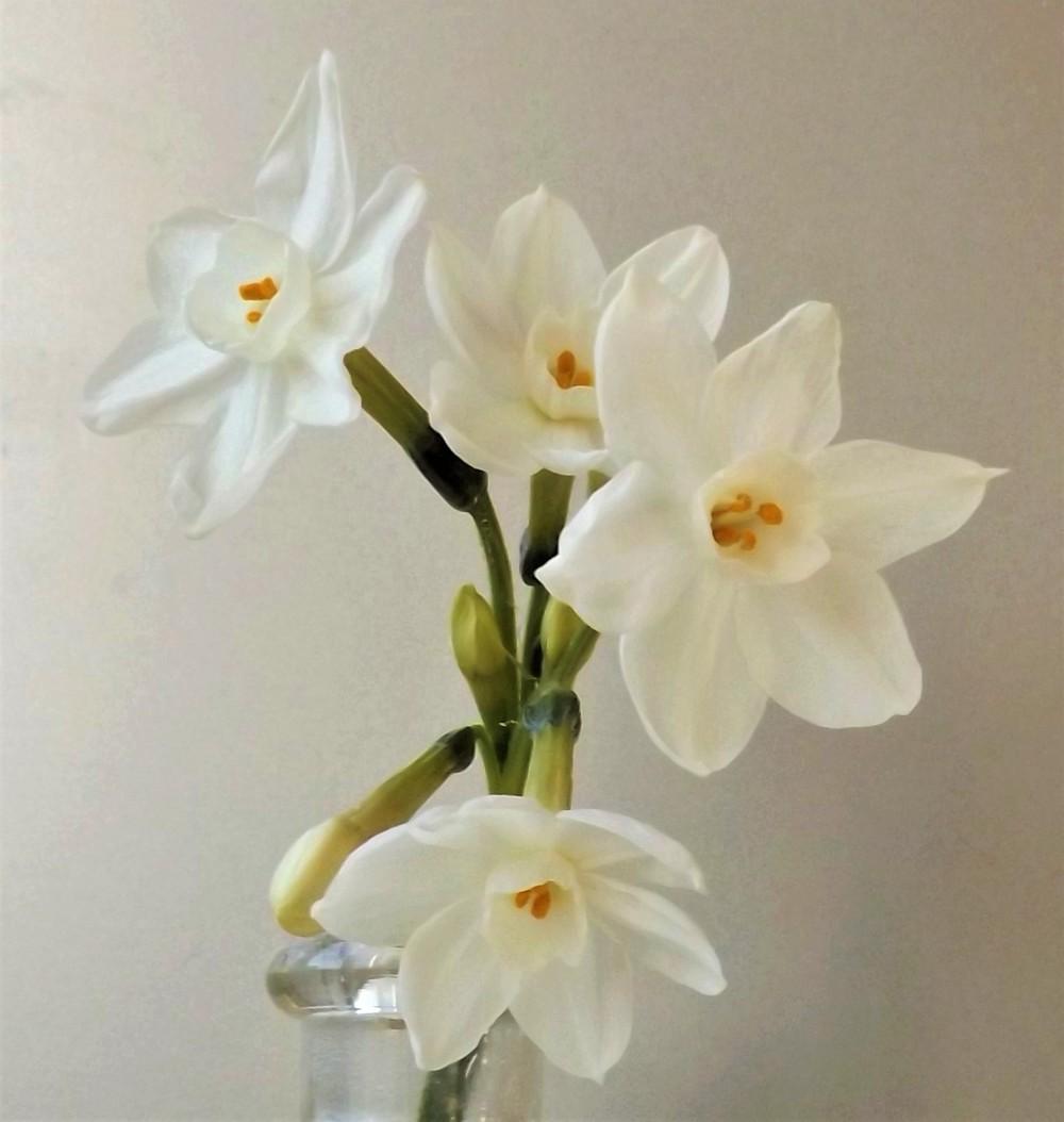 Photo of Paperwhite (Narcissus papyraceus) uploaded by LolaTasmania