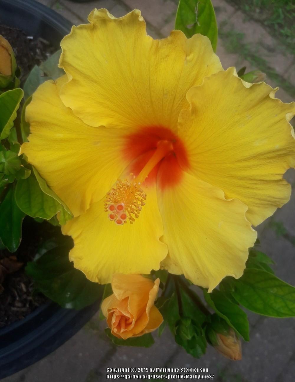 Photo of Hibiscus uploaded by MarilynneS