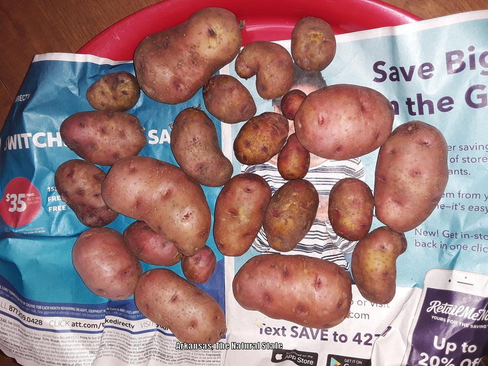 Photo of Potatoes (Solanum tuberosum) uploaded by codielane