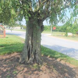 Location: Thorndale, Pennsylvania
Date: 2019-08-07
big old trunk of dying tree