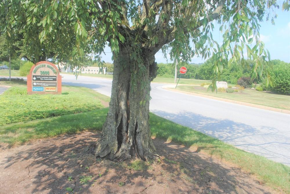 Photo of Weeping Cherry Tree (Prunus subhirtella) uploaded by ILPARW