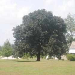 Location: Downingtown, Pennsylvania
Date: 2019-08-07
full-grown tree