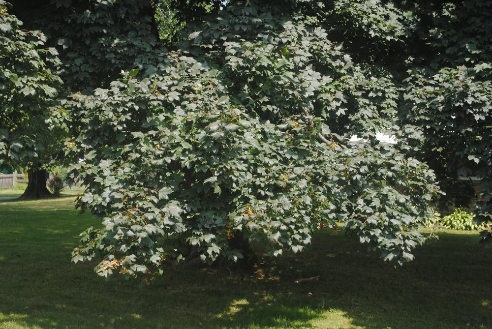 Photo of Norway Maple (Acer platanoides 'Crimson King') uploaded by ILPARW