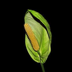 Location: Botanical Gardens of the State of Georgia...Athens, Ga
Date: 2019-08-06
Peace Lily - Spathiphyllum 016