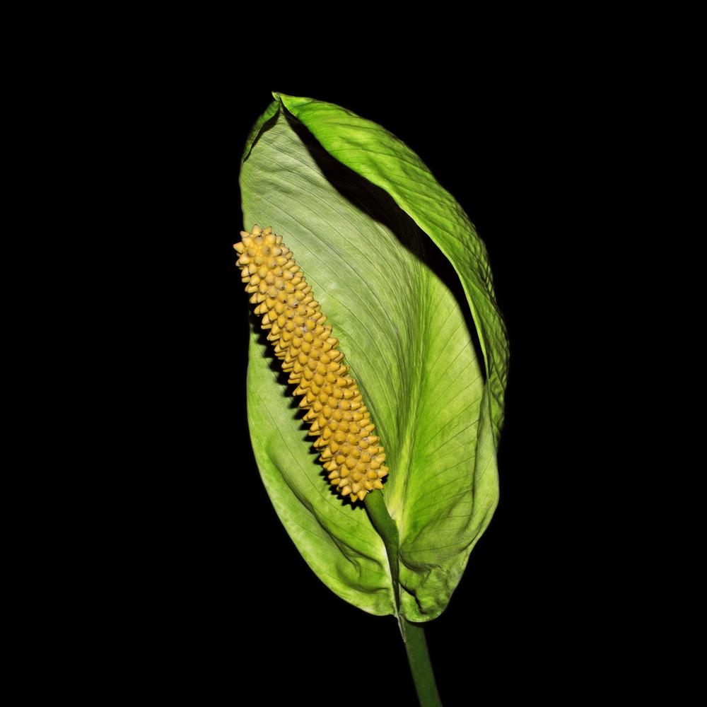 Photo of Peace Lilies (Spathiphyllum) uploaded by dawiz1753