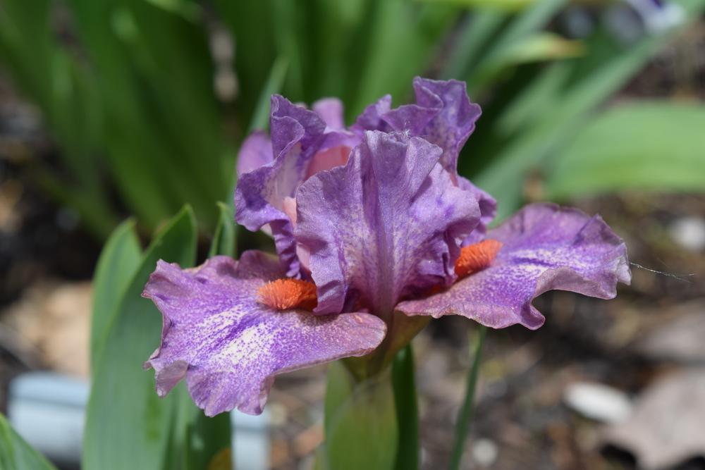 Photo of Standard Dwarf Bearded Iris (Iris 'Sweet Devotion') uploaded by Dachsylady86