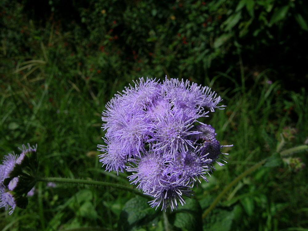 Photo of Floss Flower (Ageratum houstonianum) uploaded by DaylilySLP