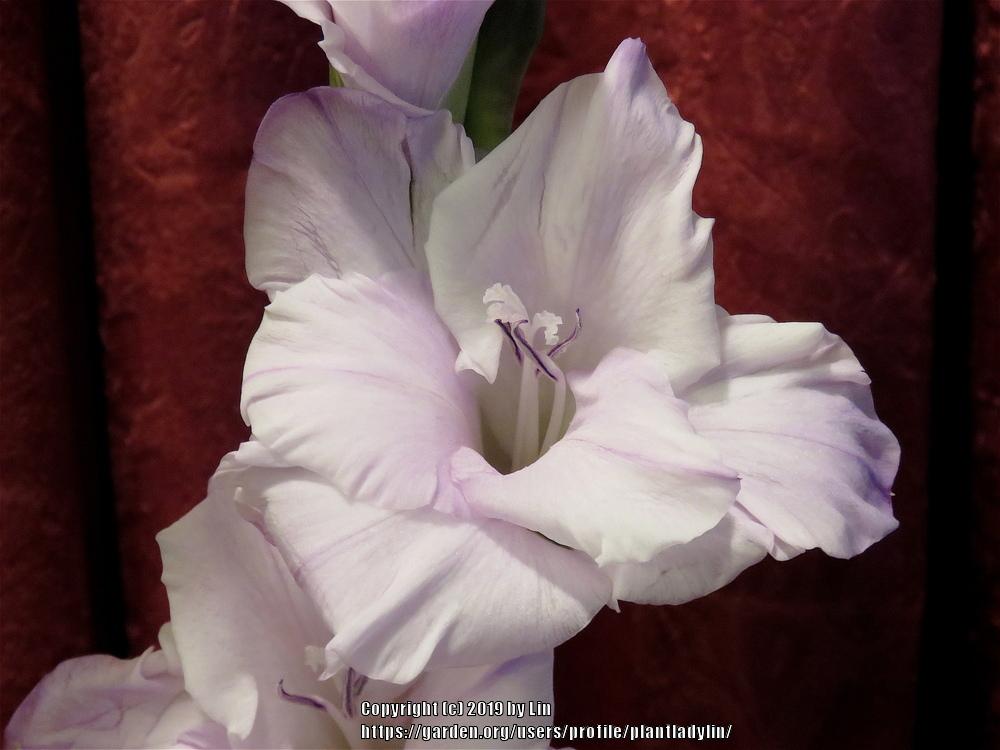 Photo of Gladiola (Gladiolus) uploaded by plantladylin