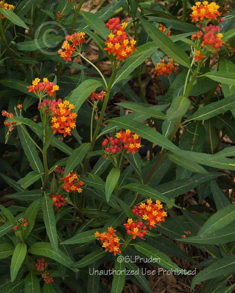 Photo of Tropical Milkweed (Asclepias curassavica) uploaded by DaylilySLP