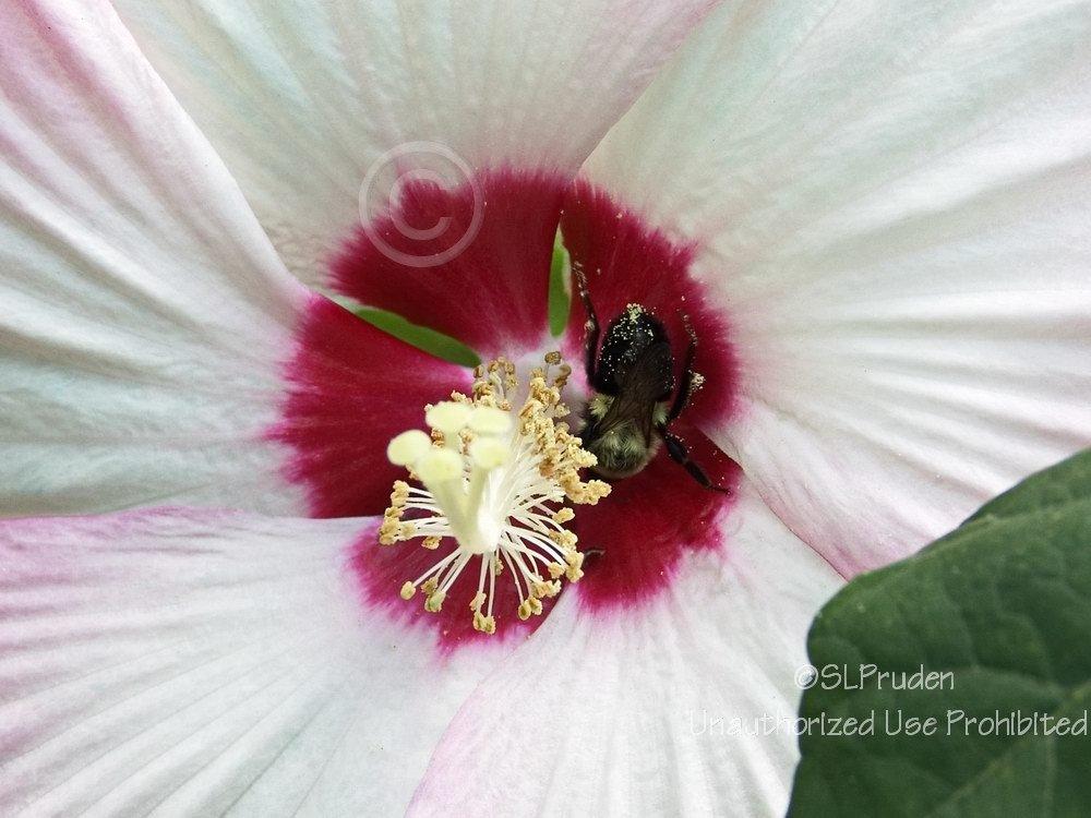 Photo of Hybrid Hardy Hibiscus (Hibiscus 'Disco Belle Pink') uploaded by DaylilySLP