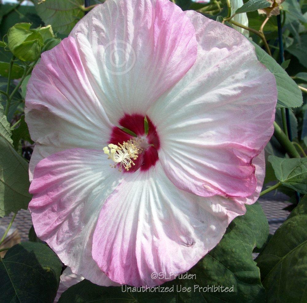 Photo of Hybrid Hardy Hibiscus (Hibiscus 'Disco Belle Pink') uploaded by DaylilySLP