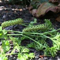 Location: My garden, Willow Valley Communities, Lakes Campus, Willow Street, Pennsylvania USA
Date: 2019-08-10
With two final stage Eastern Black Swallowtail caterpillars