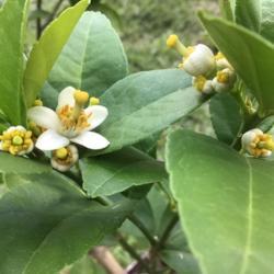 Location: Gardenfish garden
Date: August 12, 2019
New blooms on lime tree