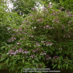 Location: Howick Hall gardens, Northumberland, England UK
Date: 2019-08-18
Hydrangea Sargentiana