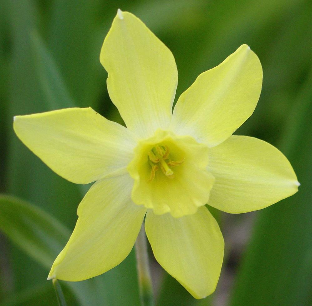 Photo of Miniature Jonquilla Daffodil (Narcissus 'Pipit') uploaded by MaryDurtschi