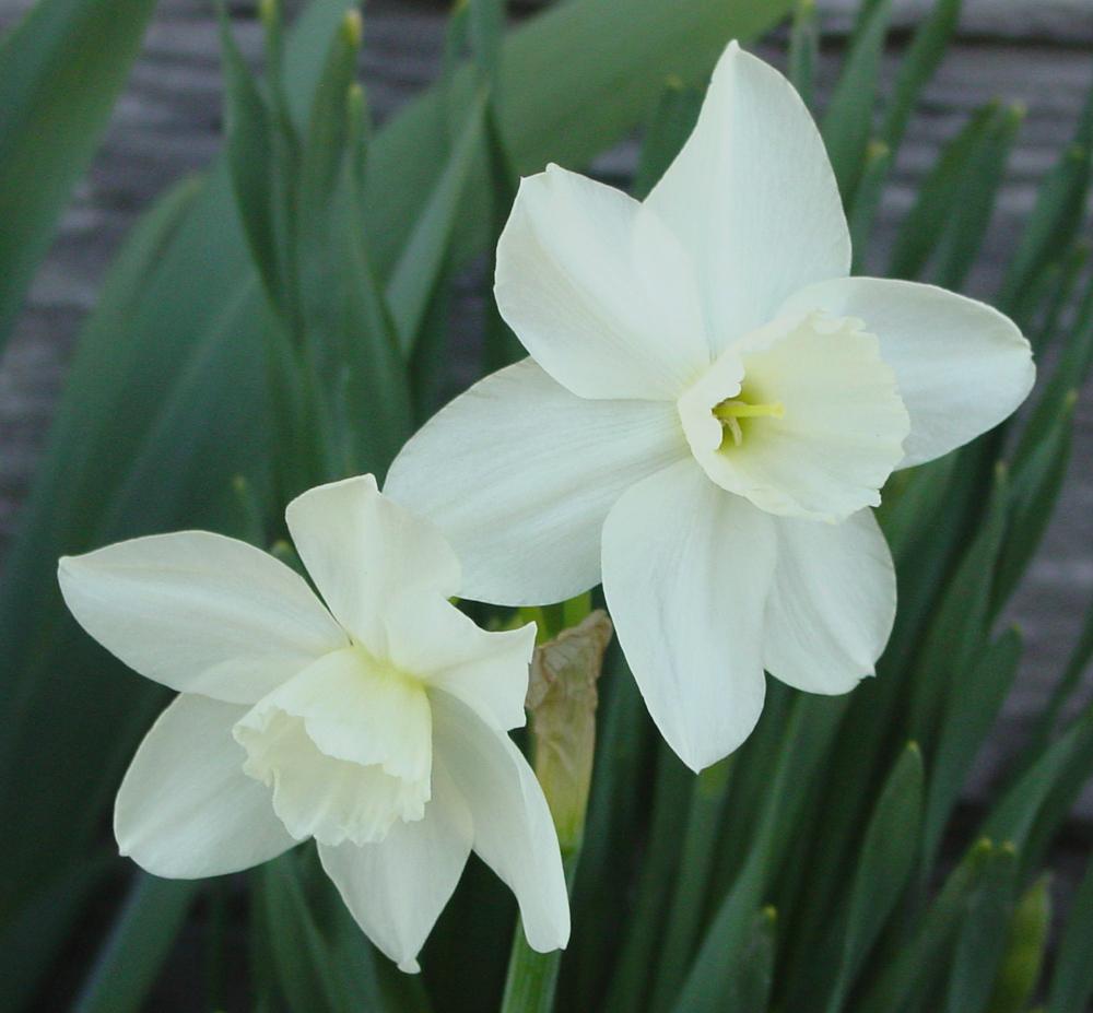 Photo of Triandrus Daffodil (Narcissus 'Tresamble') uploaded by MaryDurtschi
