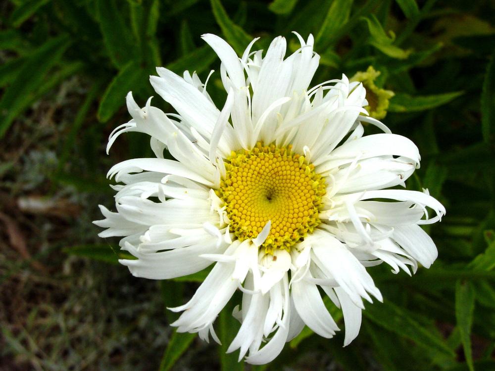 Photo of Shasta Daisy (Leucanthemum x superbum 'Crazy Daisy') uploaded by MaryDurtschi