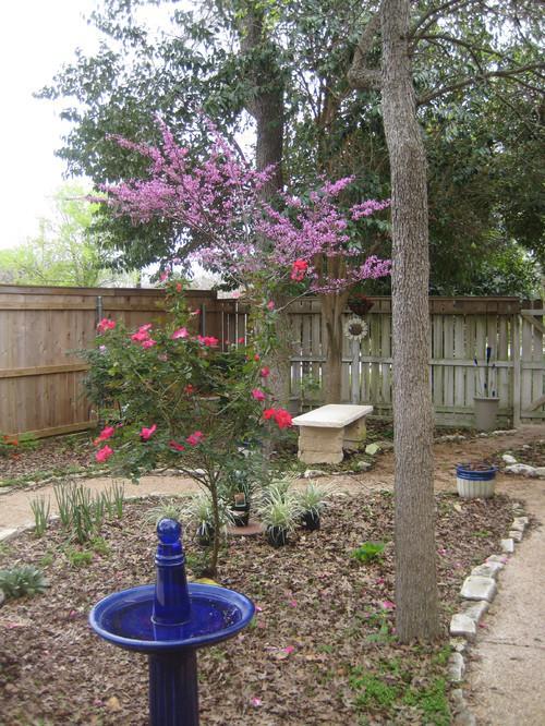 Photo of Texas Redbud (Cercis canadensis var. texensis) uploaded by Peggy8b
