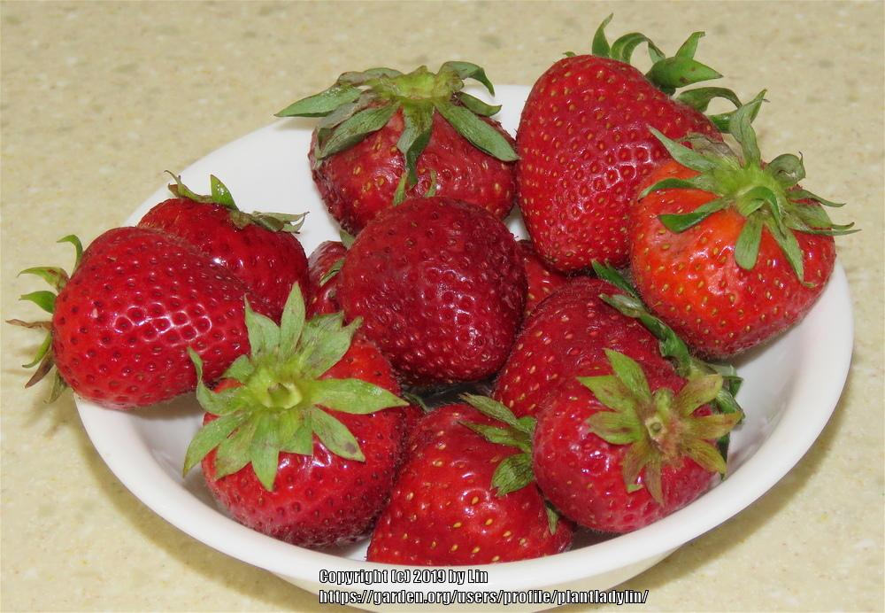 Photo of Strawberries (Fragaria) uploaded by plantladylin
