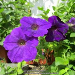 Location: All pictures taken in/on my gardens/greenhouse/property
Date: 2019-08-21
Petunia hybrida nana compacta 'Blue Bedder', apparently rare