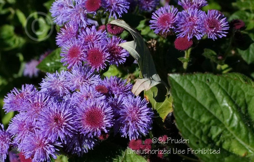Photo of Floss Flower (Ageratum houstonianum) uploaded by DaylilySLP