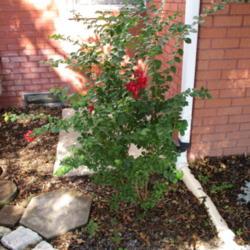 Location: Temple, Texas
Date: 2019-09-01
Pruned taller tree 1 year ago to maintain as bush.