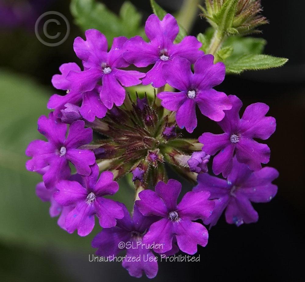 Photo of Purple Verbena (Verbena canadensis 'Homestead Purple') uploaded by DaylilySLP